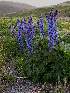  (Delphinium inconspicuum - CCDB-26258-F04)  @11 [ ] CreativeCommons - Attribution Non-Commercial Share-Alike (2016) Evgeny Zibzeev Central Ciberian Botanical Garden