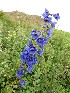  (Delphinium aemulans - CCDB-26258-F05)  @11 [ ] CreativeCommons - Attribution Non-Commercial Share-Alike (2016) Evgeny Zibzeev Central Ciberian Botanical Garden