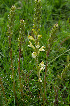  (Pedicularis altaica - CCDB-26258-F09)  @11 [ ] CreativeCommons - Attribution Non-Commercial Share-Alike (2016) Evgeny Zibzeev Central Ciberian Botanical Garden