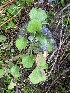  (Pyrethrum - CCDB-26258-G06)  @11 [ ] CreativeCommons - Attribution Non-Commercial Share-Alike (2016) Evgeny Zibzeev Central Ciberian Botanical Garden