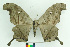  (Dysdaemonia boreas - MHNC-ELH-BAR 0010)  @15 [ ] CreativeCommons - Attribution Non-Commercial (2012) Arturo Munos Saravia Museo de Historia Natural Alcide d'Orbigny