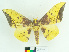  (Eacles imperialis magnifica - MHNC-ELH-BAR 0024)  @11 [ ] CreativeCommons - Attribution Non-Commercial (2012) Arturo Munos Saravia Museo de Historia Natural Alcide d'Orbigny