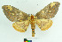  (Citheronia aroa - MHNC-ELH-BAR 0027)  @15 [ ] CreativeCommons - Attribution Non-Commercial (2012) Arturo Munos Saravia Museo de Historia Natural Alcide d'Orbigny