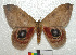  ( - MHNC-ELH-BAR 0059)  @14 [ ] CreativeCommons - Attribution Non-Commercial (2012) Arturo Munos Saravia Museo de Historia Natural Alcide d'Orbigny