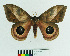  (Pseudautomeris irene - MHNC-ELH-BAR 0109)  @15 [ ] CreativeCommons - Attribution Non-Commercial (2012) Arturo Munos Saravia Museo de Historia Natural Alcide d'Orbigny