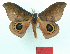  (Automeris aff. melanops - MHNC-ELH-BAR 0164)  @11 [ ] CreativeCommons - Attribution Non-Commercial (2012) Arturo Munos Saravia Museo de Historia Natural Alcide d'Orbigny