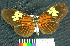  (Heliconius melpomene - MHNC-ELR-BAR 00067)  @13 [ ] CreativeCommons - Attribution Non-Commercial (2012) Museo de Historia Natural Alcide d'Orbigny Museo de Historia Natural Alcide d'Orbigny