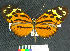  (Heliconius pardalinus - MHNC-ELR-BAR 00084)  @11 [ ] CreativeCommons - Attribution Non-Commercial (2012) Museo de Historia Natural Alcide d'Orbigny Museo de Historia Natural Alcide d'Orbigny