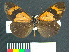  (Actinote alcione - MHNC-ELR-BAR 00090)  @11 [ ] CreativeCommons - Attribution Non-Commercial (2012) Museo de Historia Natural Alcide d'Orbigny Museo de Historia Natural Alcide d'Orbigny