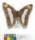  (Adelpha iphicleola leucates - MHNC-ELR-BAR 0139)  @11 [ ] CreativeCommons - Attribution Non-Commercial (2013) Arturo Munos Saravia Museo de Historia Natural Alcide d'Orbigny