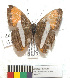  (Adelpha cytherea - MHNC-ELR-BAR 0141)  @11 [ ] CreativeCommons - Attribution Non-Commercial (2013) Arturo Munos Saravia Museo de Historia Natural Alcide d'Orbigny