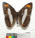  (Adelpha iphiclus - MHNC-ELR-BAR 0143)  @13 [ ] CreativeCommons - Attribution Non-Commercial (2013) Arturo Munos Saravia Museo de Historia Natural Alcide d'Orbigny