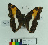  (Adelpha capuccinus - MHNC-ELR-BAR 0151)  @11 [ ] CreativeCommons - Attribution Non-Commercial (2013) Arturo Munos Saravia Museo de Historia Natural Alcide d'Orbigny