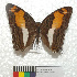  (Adelpha boeotia boeotia - MHNC-ELR-BAR 0159)  @11 [ ] CreativeCommons - Attribution Non-Commercial (2013) Arturo Munos Saravia Museo de Historia Natural Alcide d'Orbigny