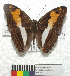  (Adelpha malea - MHNC-ELR-BAR 0160)  @11 [ ] CreativeCommons - Attribution Non-Commercial (2013) Arturo Munos Saravia Museo de Historia Natural Alcide d'Orbigny