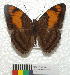  (Adelpha mesentina - MHNC-ELR-BAR 0162)  @11 [ ] CreativeCommons - Attribution Non-Commercial (2013) Arturo Munos Saravia Museo de Historia Natural Alcide d'Orbigny