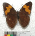  (Adelpha irmina tumida - MHNC-ELR-BAR 0164)  @11 [ ] CreativeCommons - Attribution Non-Commercial (2013) Arturo Munos Saravia Museo de Historia Natural Alcide d'Orbigny