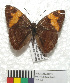  (Adelpha zina - MHNC-ELR-BAR 0167)  @12 [ ] CreativeCommons - Attribution Non-Commercial (2013) Arturo Munos Saravia Museo de Historia Natural Alcide d'Orbigny