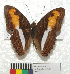  (Adelpha pleasure phliassa - MHNC-ELR-BAR 0168)  @11 [ ] CreativeCommons - Attribution Non-Commercial (2013) Arturo Munos Saravia Museo de Historia Natural Alcide d'Orbigny