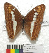  (Adelpha alala negra - MHNC-ELR-BAR 0172)  @11 [ ] CreativeCommons - Attribution Non-Commercial (2013) Arturo Munos Saravia Museo de Historia Natural Alcide d'Orbigny