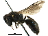  (Hylaeus confusus - 06712F01-RUS)  @15 [ ] CreativeCommons - Attribution (2016) CBG Photography Group Centre for Biodiversity Genomics