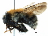  (Bombus schrencki - 06712F06-RUS)  @14 [ ] CreativeCommons - Attribution (2016) CBG Photography Group Centre for Biodiversity Genomics