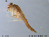  (Nigrobaetis niger - NO-EPH110)  @13 [ ] CreativeCommons - Attribution Non-Commercial Share-Alike (2011) NTNU Museum of Natural History and Archaeology NTNU Museum of Natural History and Archaeology