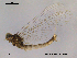  (Metretopodidae - NO-EPH19)  @14 [ ] CreativeCommons - Attribution Non-Commercial Share-Alike (2011) NTNU Museum of Natural History and Archaeology NTNU Museum of Natural History and Archaeology