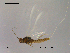  (Acentrella lapponica - NO-EPH21)  @13 [ ] CreativeCommons - Attribution Non-Commercial Share-Alike (2011) NTNU Museum of Natural History and Archaeology NTNU Museum of Natural History and Archaeology