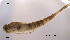  (Metretopus alter - NO-EPH8)  @13 [ ] CreativeCommons - Attribution Non-Commercial Share-Alike (2011) NTNU Museum of Natural History and Archaeology NTNU Museum of Natural History and Archaeology