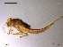  (Cloeon praetextum - NO-EPH89)  @13 [ ] CreativeCommons - Attribution Non-Commercial Share-Alike (2011) NTNU Museum of Natural History and Archaeology NTNU Museum of Natural History and Archaeology
