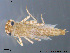  (Kageronia fuscogrisea - NO-EPH97)  @13 [ ] CreativeCommons - Attribution Non-Commercial Share-Alike (2011) NTNU Museum of Natural History and Archaeology NTNU Museum of Natural History and Archaeology