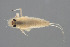  (Oligoneuriella tuberculata - SMNS_EPH_007574_V_1)  @11 [ ] CreativeCommons - Attribution (2019) Arnold Staniczek State Museum of Natural History Stuttgart