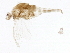  (Acentrella parvula - 09NBMAY-0852)  @13 [ ] CreativeCommons - Attribution (2012) CBG Photography Group Centre for Biodiversity Genomics
