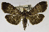  (Herpetogramma servalis - USNM ENT 01069410)  @13 [ ] Unspecified (default): All Rights Reserved  Unspecified Unspecified