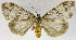  (Galtara reticulata - USNM ENT 01069566)  @15 [ ] Unspecified (default): All Rights Reserved  Unspecified Unspecified