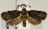  (Helictophanes sp. ACZ1237 - USNM ENT 01175777)  @14 [ ] Unspecified (default): All Rights Reserved  Unspecified Unspecified