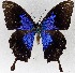  (Papilio ulysses - USNM ENT 01374200)  @13 [ ] Unspecified (default): All Rights Reserved  Unspecified Unspecified