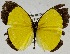  (Eurema puella papuana - USNM ENT 01374211)  @13 [ ] Unspecified (default): All Rights Reserved  Unspecified Unspecified