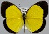  (Eurema puella - USNM ENT 01374214)  @14 [ ] Unspecified (default): All Rights Reserved  Unspecified Unspecified