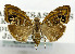  (Choreutis chelaspis - USNM ENT 01068546)  @11 [ ] Unspecified (default): All Rights Reserved  Unspecified Unspecified