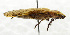  (Heschatroxus mucronatus - USNM ENT 00933456)  @11 [ ] Unspecified (default): All Rights Reserved  Unspecified Unspecified