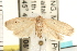  (Lambula sp. USNM6 - PNG 6309)  @14 [ ] CreativeCommons - Attribution (2008) Unspecified Centre for Biodiversity Genomics
