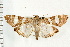  (Glyphodes cosmarcha - USNM ENT 00678444)  @16 [ ] CreativeCommons - Attribution (2008) Unspecified Centre for Biodiversity Genomics