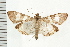  (Glyphodes cosmarcha - USNM ENT 00678443)  @16 [ ] CreativeCommons - Attribution (2008) Unspecified Centre for Biodiversity Genomics