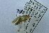  (Acleris nr. hormiphora - USNM ENT 00731306)  @12 [ ] Unspecified (default): All Rights Reserved  Unspecified Unspecified