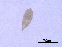  (Aceria microcis - BIOUG51088-D07)  @11 [ ] CreativeCommons - Attribution (2019) CBG Photography Group Centre for Biodiversity Genomics