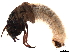  (Allogamus mortoni - 10ESCAD-088)  @14 [ ] CreativeCommons - Attribution (2010) CBG Photography Group Centre for Biodiversity Genomics