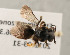  (Pachynomia tshibindica - NHMUK010819314)  @11 [ ] copyright © (2018) Andrew Polaszek Natural History Museum, London