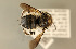  (Anthidium niveocinctum - NHMUK010838878)  @11 [ ] copyright © (2018) Andrew Polaszek Natural History Museum, London